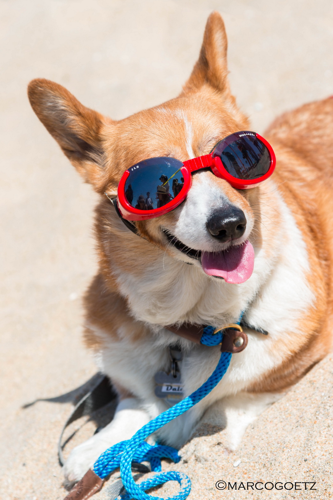 CORGI HUNTIGTON DOG BEACH USA 